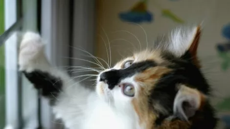 Curiosity